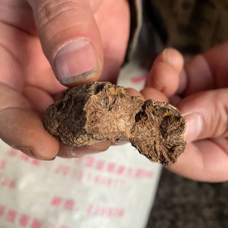 三年陈生地黄河南焦作道地产区生地黄无硫熏农户自产自销