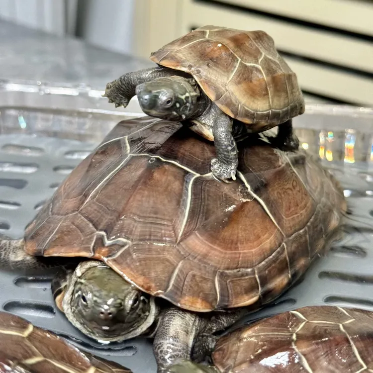 纯外塘冷水龟东锦小青西非草龟小龟大龟等活体宠物观赏龟直播选龟