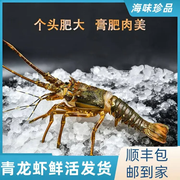 小青龙鲜活肉肥饱满包邮包活海鲜波士顿大龙虾饱满鲜嫩食用