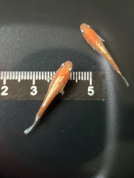 观背青鳉冷水鱼不打氧好养活适合小生态缸的小型观赏鱼生态鱼