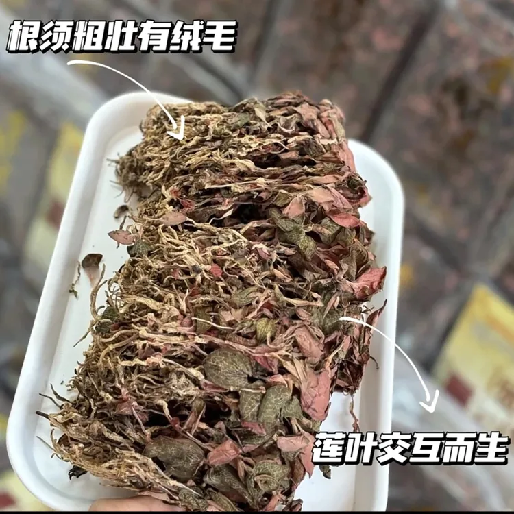 恒昌精选 • 金线莲批发价 批发250g 500g起拍脱水蔬菜