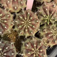 169-0504泰国发货多肉