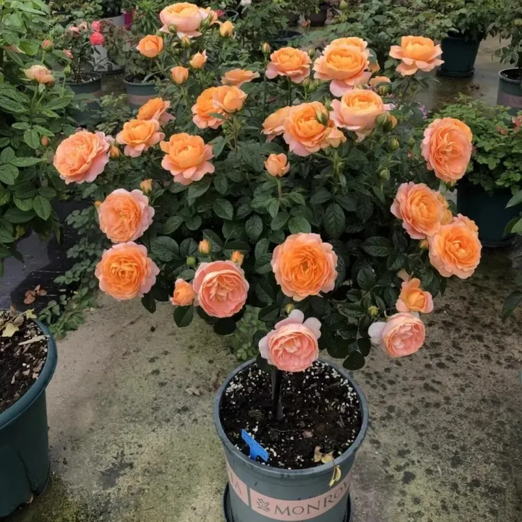 果汁阳台树桩山茶花月季棒棒糖月季阳台花盆庭院种植