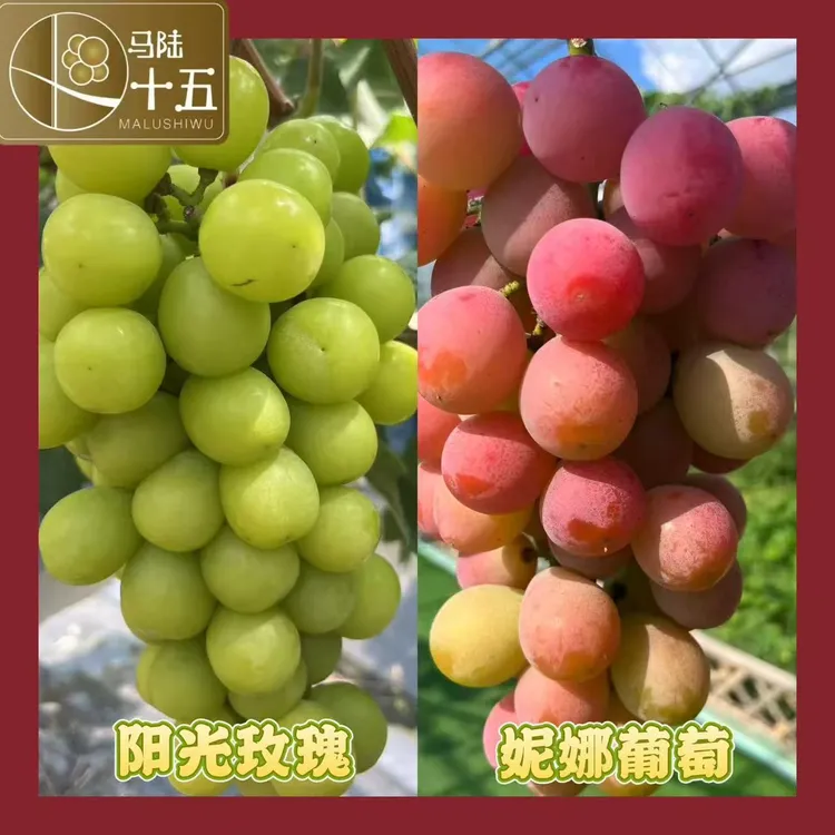 马陆十五【双拼礼盒】妮娜皇后  阳光玫瑰