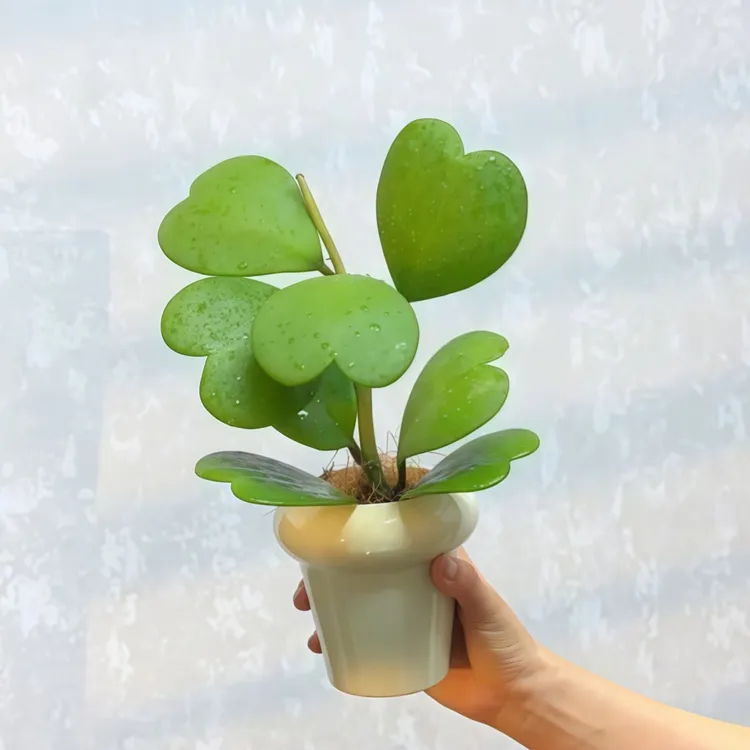 心叶球兰一片心心形多肉植物耐阴办公室内客厅桌面绿植花卉盆栽