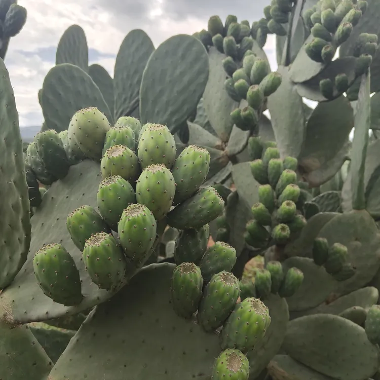 大果王红果黄果种植片2片组合(单片不带果)