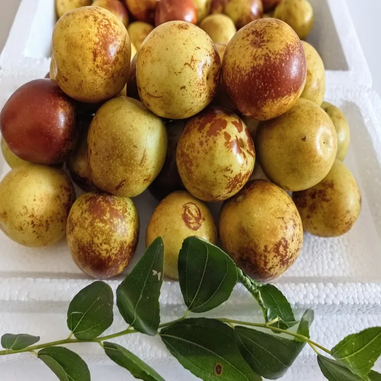 【农之飘】冬枣 发顺丰快递