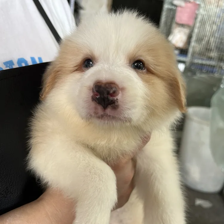 高品质金色边牧弟弟寻找家长