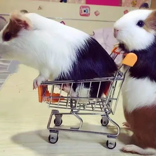 荷兰猪活物豚豚鼠小宠物天竺鼠优质成年公母种鼠宠物幼鼠好养量多