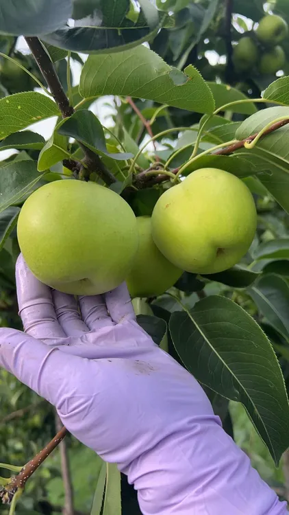 【空运包邮】辽宁头茬现摘酥梨1号新鲜青梨水梨甜脆爽口