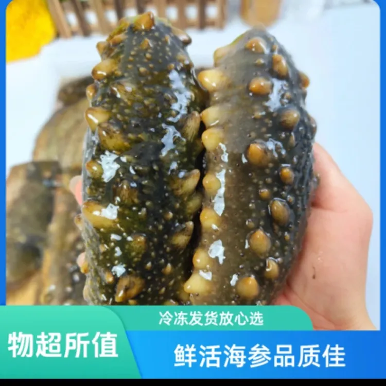 40一斤活鲜海参，免费加工，皮厚，活得时候100-168克一只