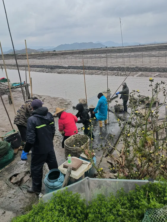 每天现抓现发三门缢蛏鲜活水产蛏子3斤