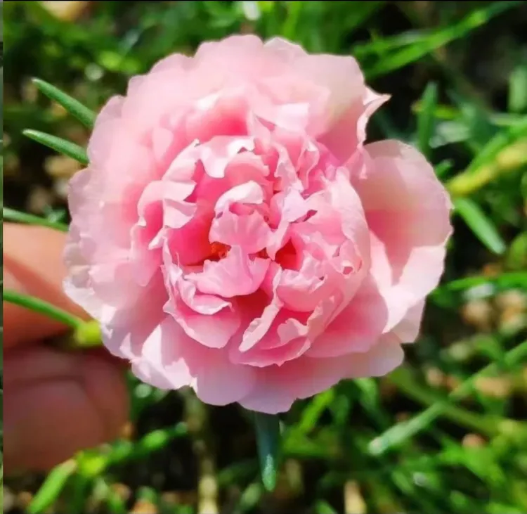 【太阳花老桩】重瓣太阳花老桩多年生耐热花卉阳台庭院四季开花