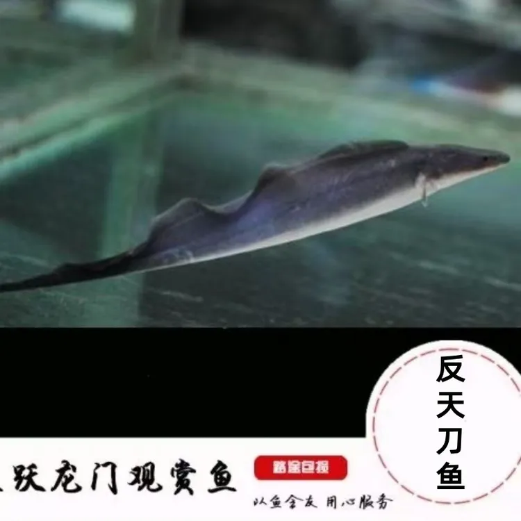 反天刀鱼猛鱼观赏鱼中大型鱼龙缸配鱼