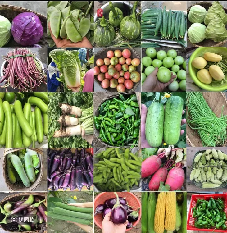 贵州当季应季农家蔬菜蔬菜组合