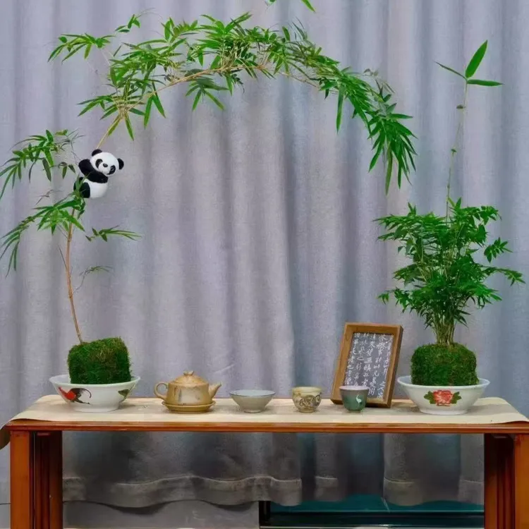 竹子观音竹米竹绿植室内水培植物观赏盆栽净化空气禅意老桩金边