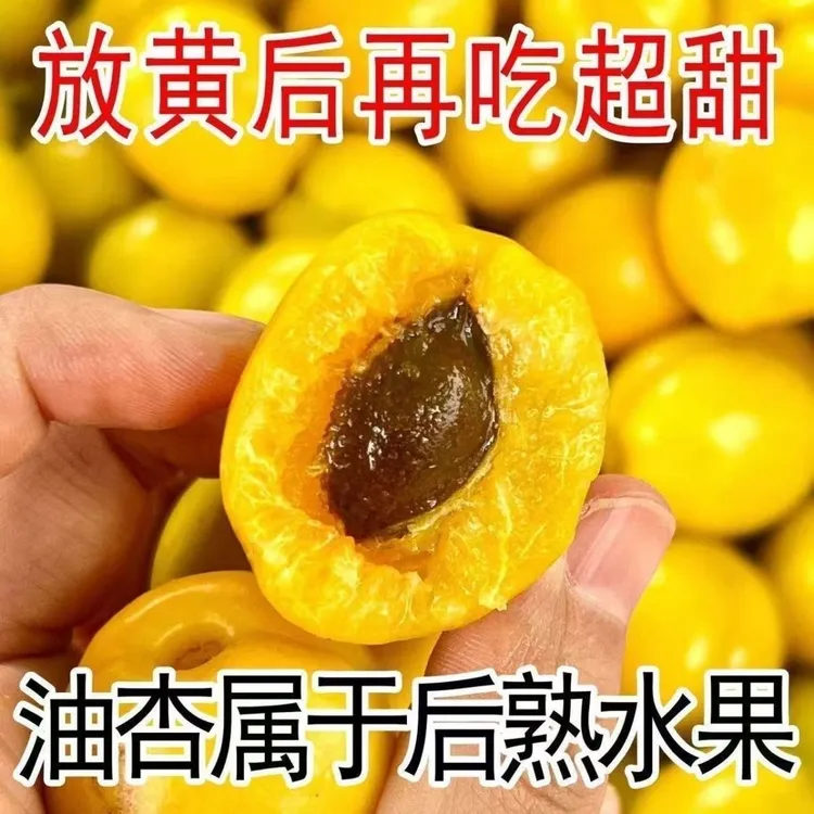 山东珍珠油杏小白杏新鲜水果杏子非新疆纯甜白杏子大黄杏孕妇水果