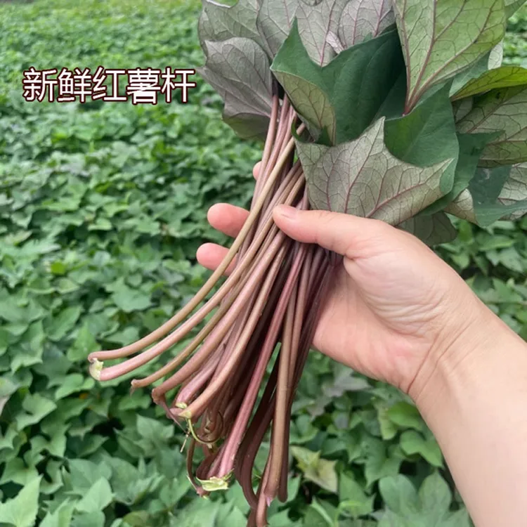 顺丰安徽无为特产红薯杆子新鲜红薯梗地瓜梗红苕梗茎番薯藤现摘