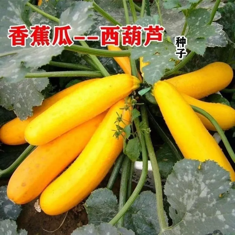 【香蕉西葫芦】水果型一年四季阳台易种盆栽北方春夏秋种植