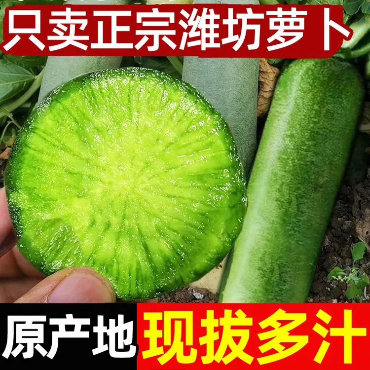 潍坊水果萝卜生吃爆脆多汁农产品青萝卜净重5斤
