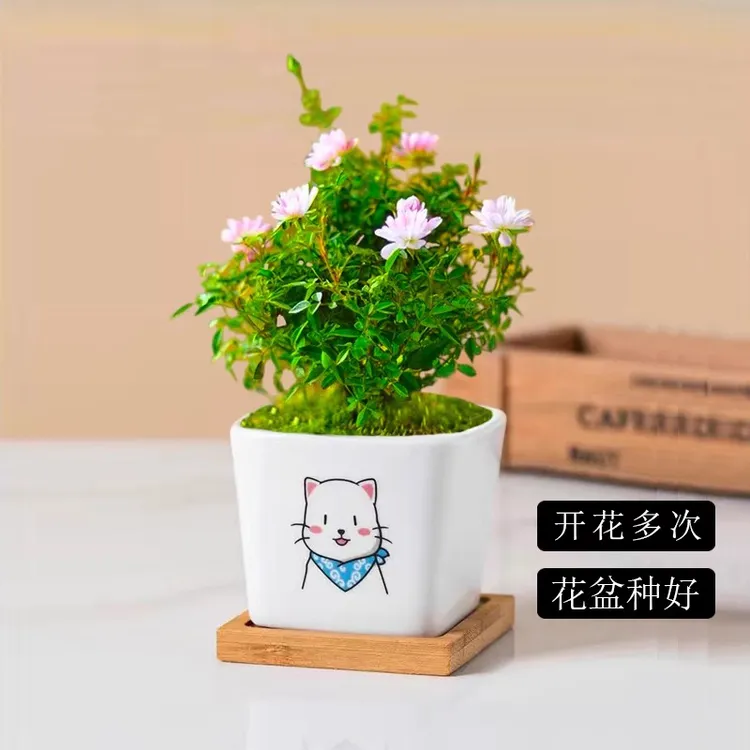 姬乙女月季室内蔷微鲜花勤开花迷你盆景办公室盆栽阳台桌面花卉