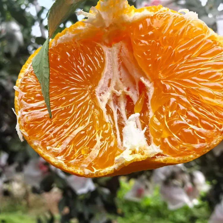 鼠贝贝专属云南明日见柑橘甜度高新鲜水果现摘现发爆甜中通快递