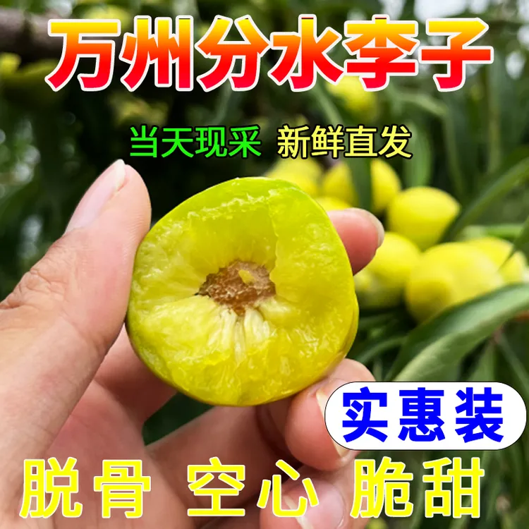 分水青脆李分水果园现采直发新鲜水果坏果包赔分水李子