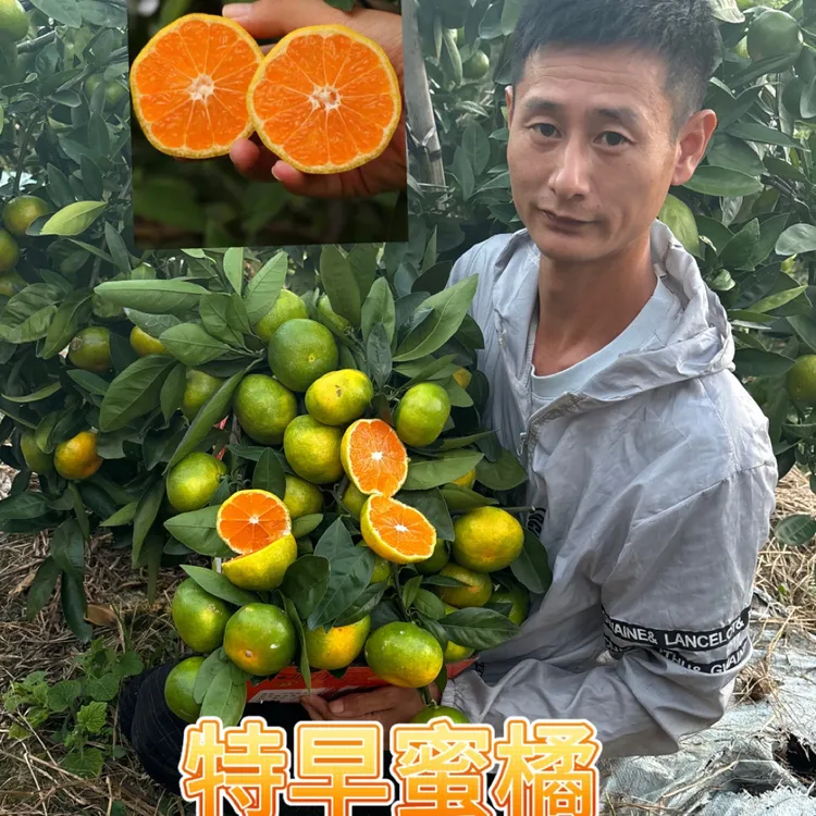 特早蜜橘和晚熟蜜橘（一年裸根苗）