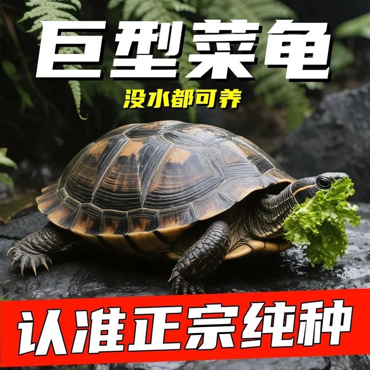 陆地巨型吃菜龟特大花龟素食乌龟活物幼小乌龟宠物龟苗大型下蛋龟