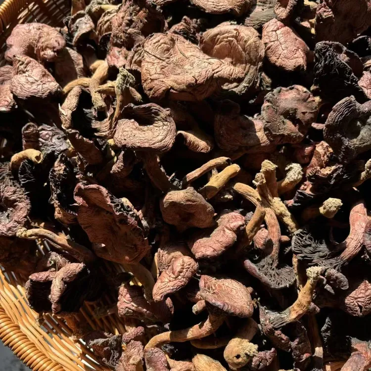 红蘑干，东北纯野生，大个开伞，