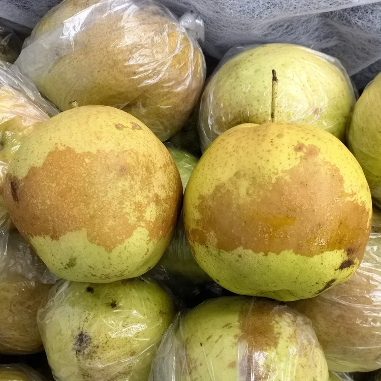 隰县玉露香应季水果大锈果包邮