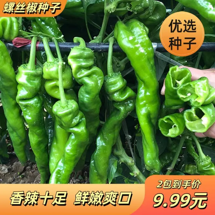 【香辣螺丝椒种子】螺丝椒种子杂交种子四季蔬菜种子高产辣椒种子