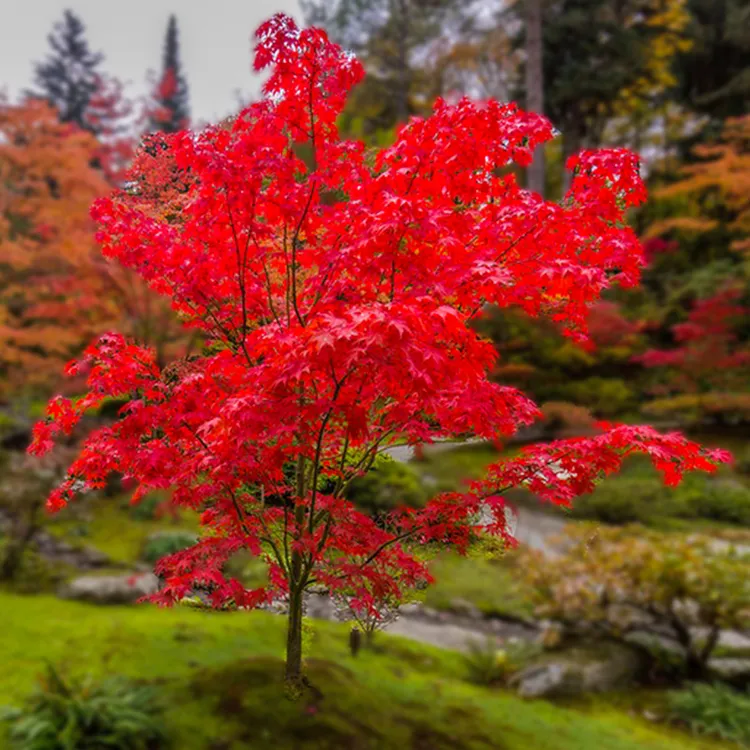 红枫苗黄金枫树苗鸡爪槭青枫珊瑚阁红舞姬橙之梦彩色树种庭院枫树