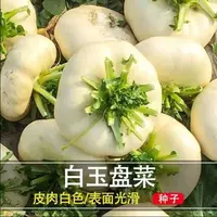 AA温州特产盘菜种籽白玉大盘菜头种子芥菜腌菜蔬菜种孑庭院种子