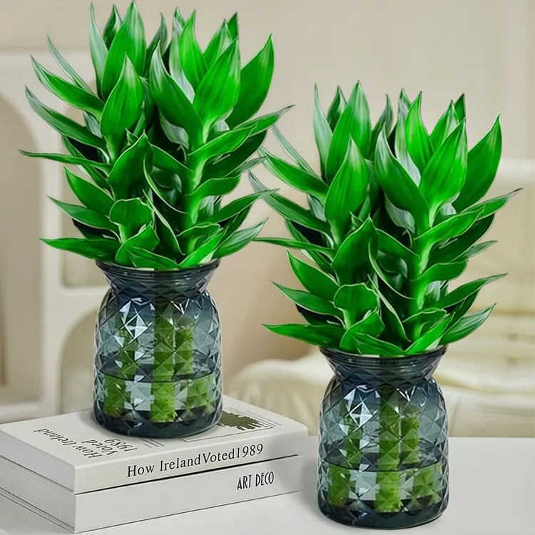 摆件水培观音竹四季常青招财旺宅摆件水培富贵竹客厅室内盆栽绿植