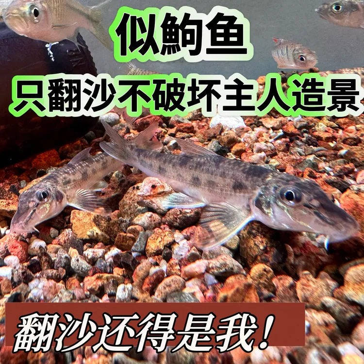原生似鮈鱼清洁除藻翻砂冷水淡水好养观赏鱼
