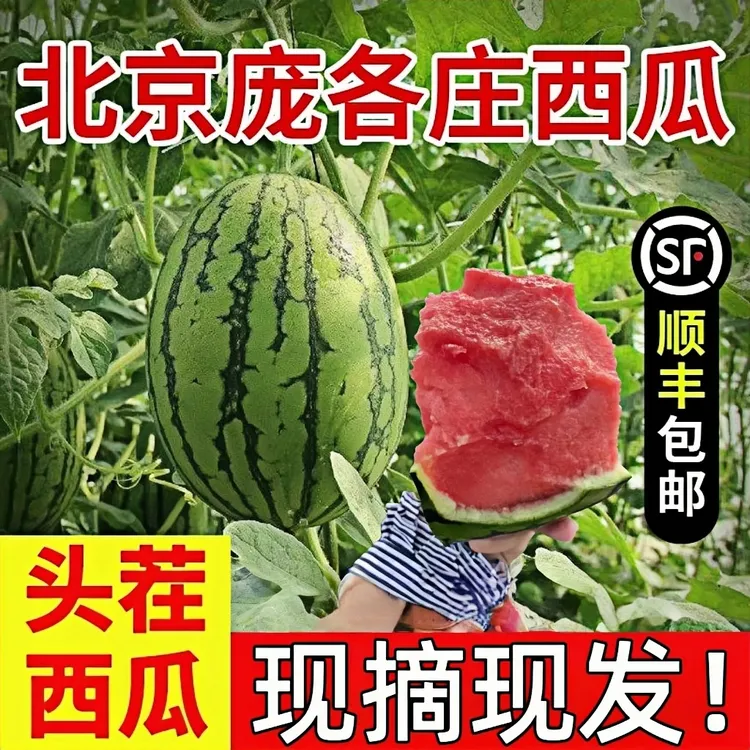 精品庞各庄西瓜夏季送礼水果小糖丸西瓜新鲜采摘皮薄脆甜西瓜顺丰