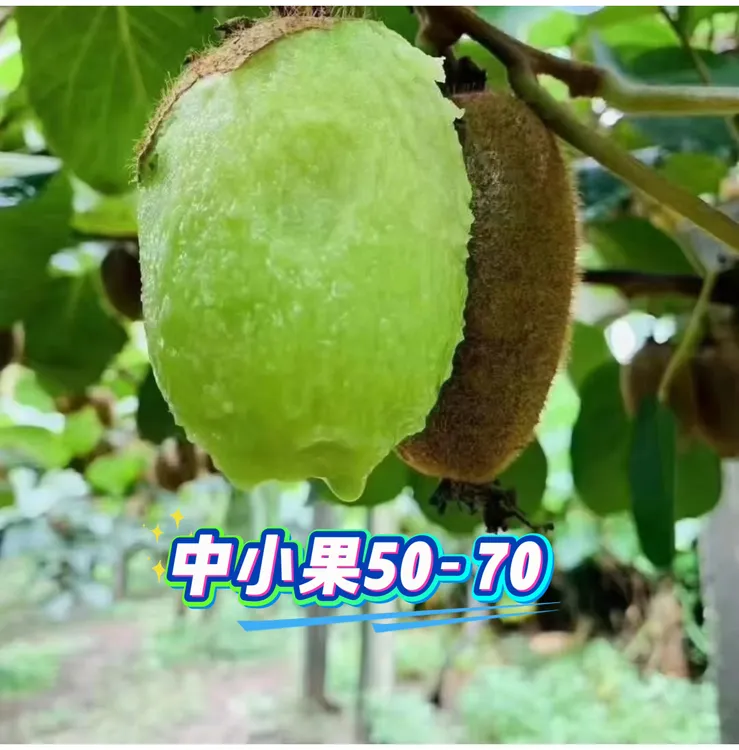 正中修文贵长猕猴桃新鲜采摘当季水果小果50-70