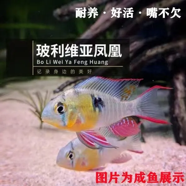 陕西发货玻利维亚凤凰鱼中小型热带观赏鱼短鲷科