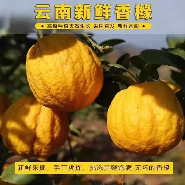 云南高山香橼果新鲜佛手柑贡品闻香特大果香甜清脆农户现采摘发货