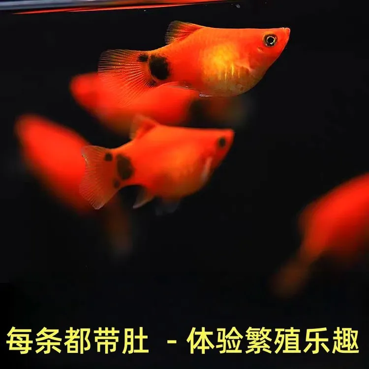 米奇鱼胎生鱼活体鱼热带淡水鱼生小鱼易存活小鱼苗新手玛丽鱼斑马
