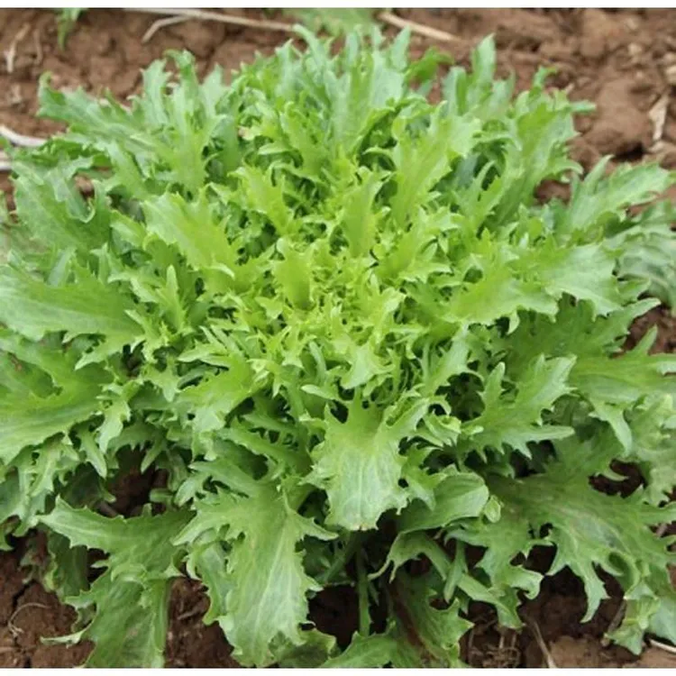 上新推荐苦苣种子黄心细叶苦苣种籽菜种籽菜籽蔬菜庭院阳台盆栽易