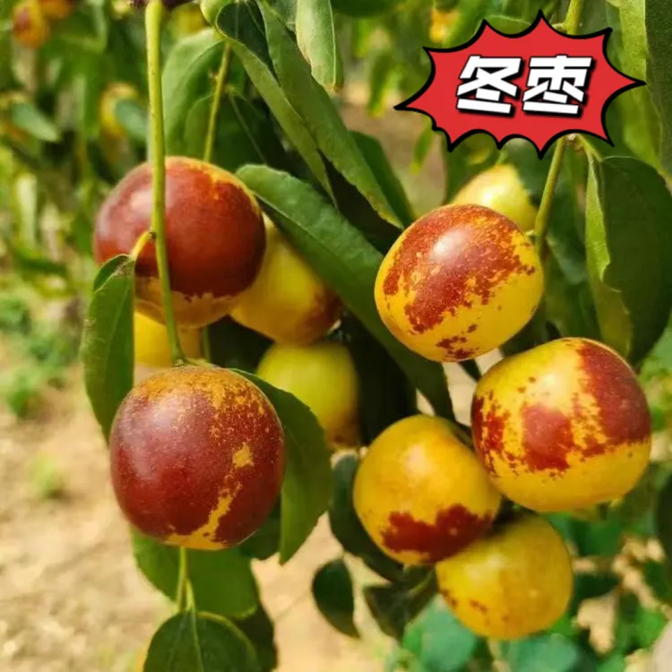 【顺丰快递】陕西大荔冬枣脆甜可口现摘现发新鲜水果