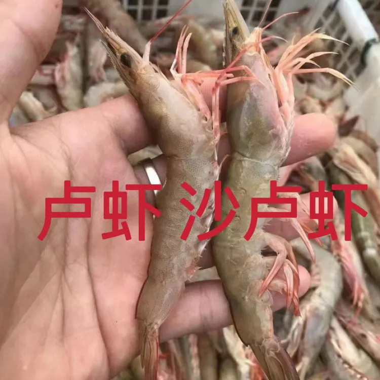 本港野生卢虾 沙卢虾 顺丰包邮