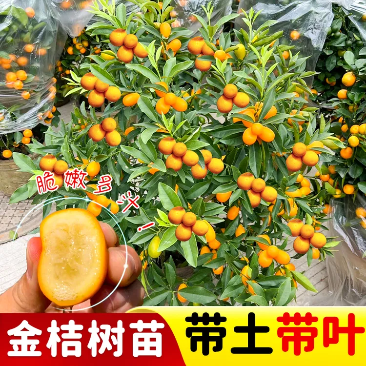 脆皮金桔带叶发货盆栽树苗四季果树可食用橘子苗脆皮金橘脆蜜金桔