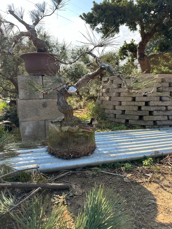 黑松盆景素材素材