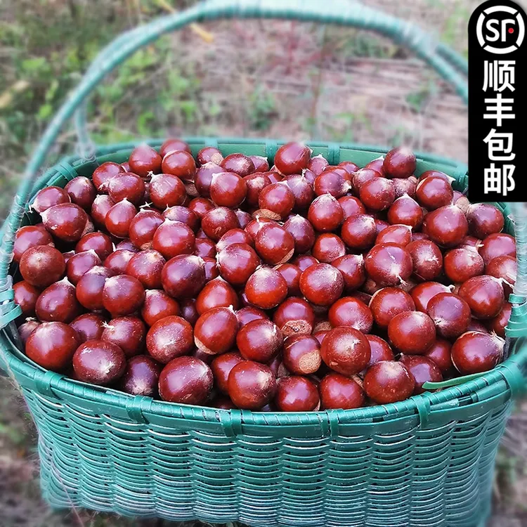 2025年新下树福建建瓯特产新鲜高山锥栗油板栗农家现摘1/2/3/5斤