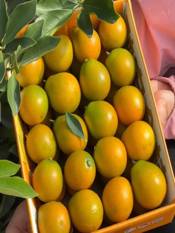 广西融安脆蜜金桔（柑）当季新鲜水果香甜美味现采现摘（3号-特大果）
