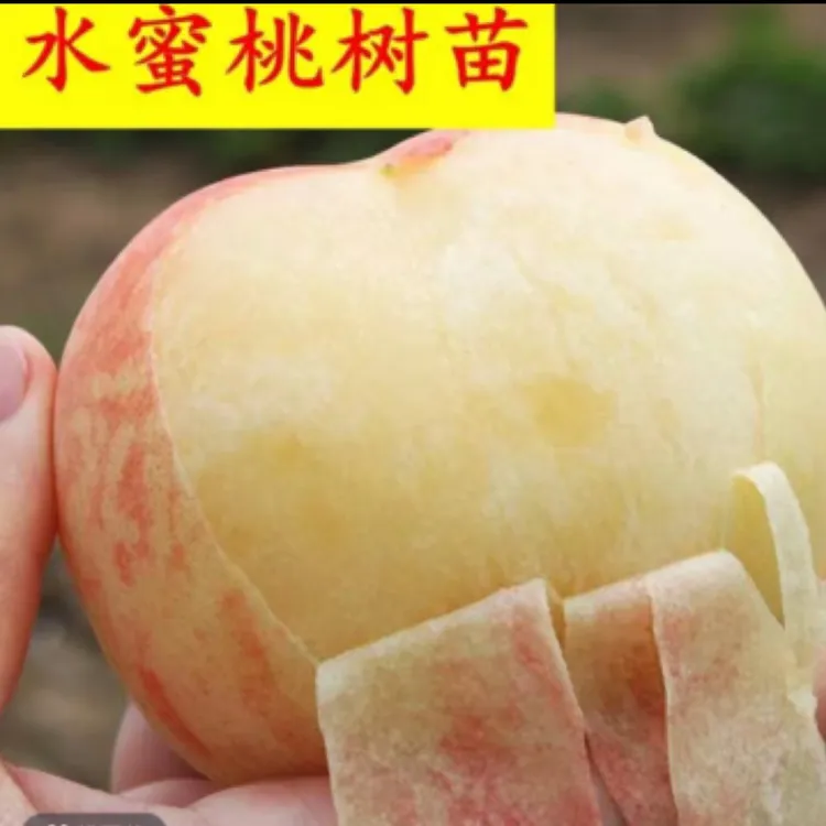 正宗嫁接桃树苗水蜜桃血桃冬桃当年惊喜现挖现发