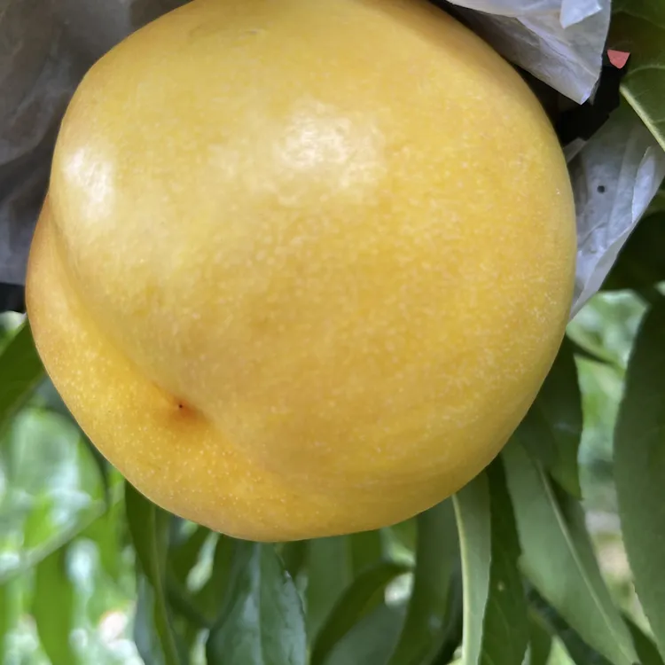 黄油桃新鲜应季黄心离核油桃甜嫩多汁夏日尝鲜水果